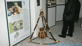 Tamaghra Waman à Toudja 61 Tamaghra Waman Toudja 21 Mars 2015 Pict0061