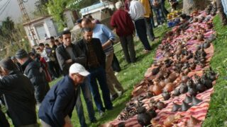 Tamaghra Waman à Toudja 95 Tamaghra Waman Toudja 21 Mars 2015 Pict0095