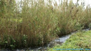 Tamaghra Waman à Toudja 136 Tamaghra Waman Toudja 21 Mars 2015 Pict0136