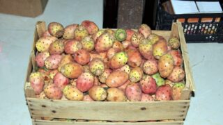 1er Séminaire National sur la Valorisation du Figuier de Barbarie 21 Seminaire National figuier de barbarie Universite de Bejaia Campus Amizour 19 sept 2016 021