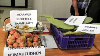 1er Séminaire National sur la Valorisation du Figuier de Barbarie 68 Seminaire National figuier de barbarie Universite de Bejaia Campus Amizour 19 sept 2016 068