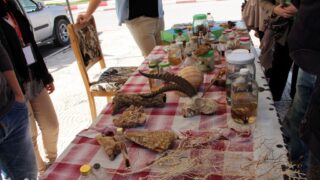 Semaine de environnement universite Bejaia croissant rouge Algerien comite communal de Bejaia 10 14 mars 2017 023