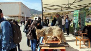 Semaine de environnement universite Bejaia croissant rouge Algerien comite communal de Bejaia 10 14 mars 2017 060