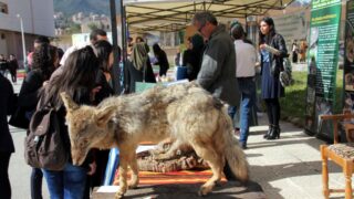 Semaine de environnement universite Bejaia croissant rouge Algerien comite communal de Bejaia 10 14 mars 2017 061