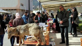 Semaine de environnement universite Bejaia croissant rouge Algerien comite communal de Bejaia 10 14 mars 2017 064