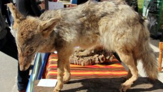 Semaine de environnement universite Bejaia croissant rouge Algerien comite communal de Bejaia 10 14 mars 2017 065