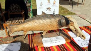 Semaine de environnement universite Bejaia croissant rouge Algerien comite communal de Bejaia 10 14 mars 2017 068