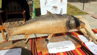 Semaine de environnement universite Bejaia croissant rouge Algerien comite communal de Bejaia 10 14 mars 2017 069