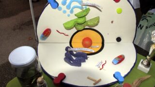 Portes ouvertes sur la faculte des sciences de la nature et de la vie 04 Avril 2017 007