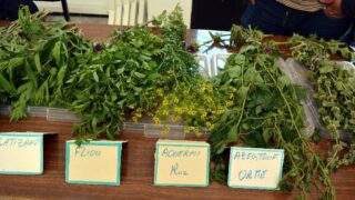 Journee mondiale de l environnement universite bejaia 02 Juin 2019 12