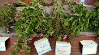 Journee mondiale de l environnement universite bejaia 02 Juin 2019 14