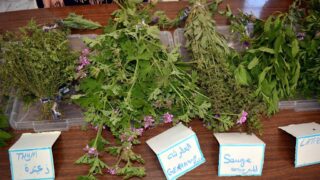 Journee mondiale de l environnement universite bejaia 02 Juin 2019 15