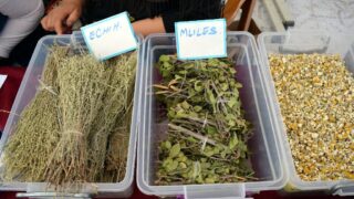 Journee mondiale de l environnement universite bejaia 02 Juin 2019 18