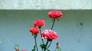 seminaire doctoral sur l innovation et le transfert technologique Erasmus plus SATELIT Univ Bejaia 15 16 Juillet 2019 007