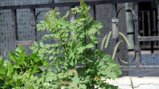 seminaire doctoral sur l innovation et le transfert technologique Erasmus plus SATELIT Univ Bejaia 15 16 Juillet 2019 008