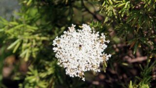 seminaire doctoral sur l innovation et le transfert technologique Erasmus plus SATELIT Univ Bejaia 15 16 Juillet 2019 011