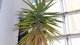 seminaire doctoral sur l innovation et le transfert technologique Erasmus plus SATELIT Univ Bejaia 15 16 Juillet 2019 012