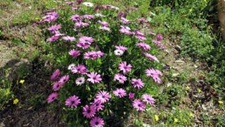 Compagne de desinfection des amphitheatres blocs pedagogiques et laboratoires Universite de Bejaia 30 Mars 2020l 103