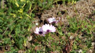 Compagne de desinfection des amphitheatres blocs pedagogiques et laboratoires Universite de Bejaia 30 Mars 2020l 105