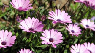 Compagne de desinfection des amphitheatres blocs pedagogiques et laboratoires Universite de Bejaia 30 Mars 2020l 106