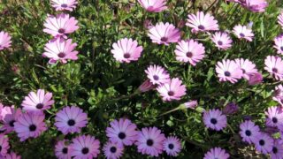 Compagne de desinfection des amphitheatres blocs pedagogiques et laboratoires Universite de Bejaia 30 Mars 2020l 107