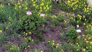 Compagne de desinfection des amphitheatres blocs pedagogiques et laboratoires Universite de Bejaia 30 Mars 2020l 108