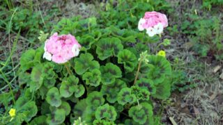 Compagne de desinfection des amphitheatres blocs pedagogiques et laboratoires Universite de Bejaia 30 Mars 2020l 109