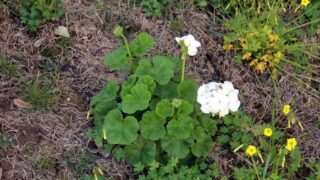 Compagne de desinfection des amphitheatres blocs pedagogiques et laboratoires Universite de Bejaia 30 Mars 2020l 110