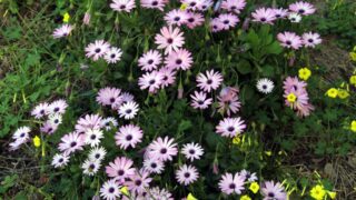 Compagne de desinfection des amphitheatres blocs pedagogiques et laboratoires Universite de Bejaia 30 Mars 2020l 111