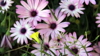 Compagne de desinfection des amphitheatres blocs pedagogiques et laboratoires Universite de Bejaia 30 Mars 2020l 112