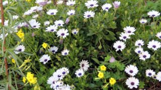 Compagne de desinfection des amphitheatres blocs pedagogiques et laboratoires Universite de Bejaia 30 Mars 2020l 113