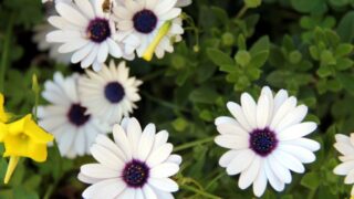 Compagne de desinfection des amphitheatres blocs pedagogiques et laboratoires Universite de Bejaia 30 Mars 2020l 114