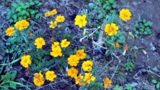 Compagne de desinfection des amphitheatres blocs pedagogiques et laboratoires Universite de Bejaia 30 Mars 2020l 115