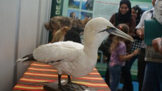 6eme Forum de Bejaia l universite et le monde productif 01 04 juillet 2012 38