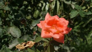 les inscriptions des nouveaux bacheliers 2016 384