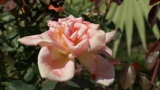 les inscriptions des nouveaux bacheliers 2016 385