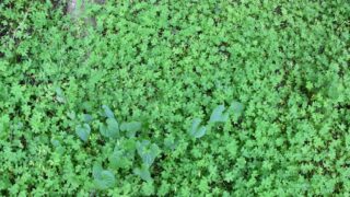 Sortie pedagogique au site antique tubusuptu tiklat au profit des etudiants L1 architecture 27 02 2022003