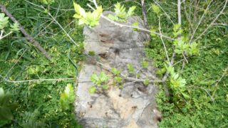 Sortie pedagogique au site antique tubusuptu tiklat au profit des etudiants L1 architecture 27 02 2022031